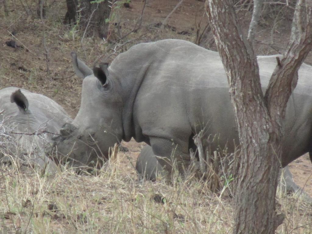 Tshukudu Game Lodge - Hoedspruit Esterno foto