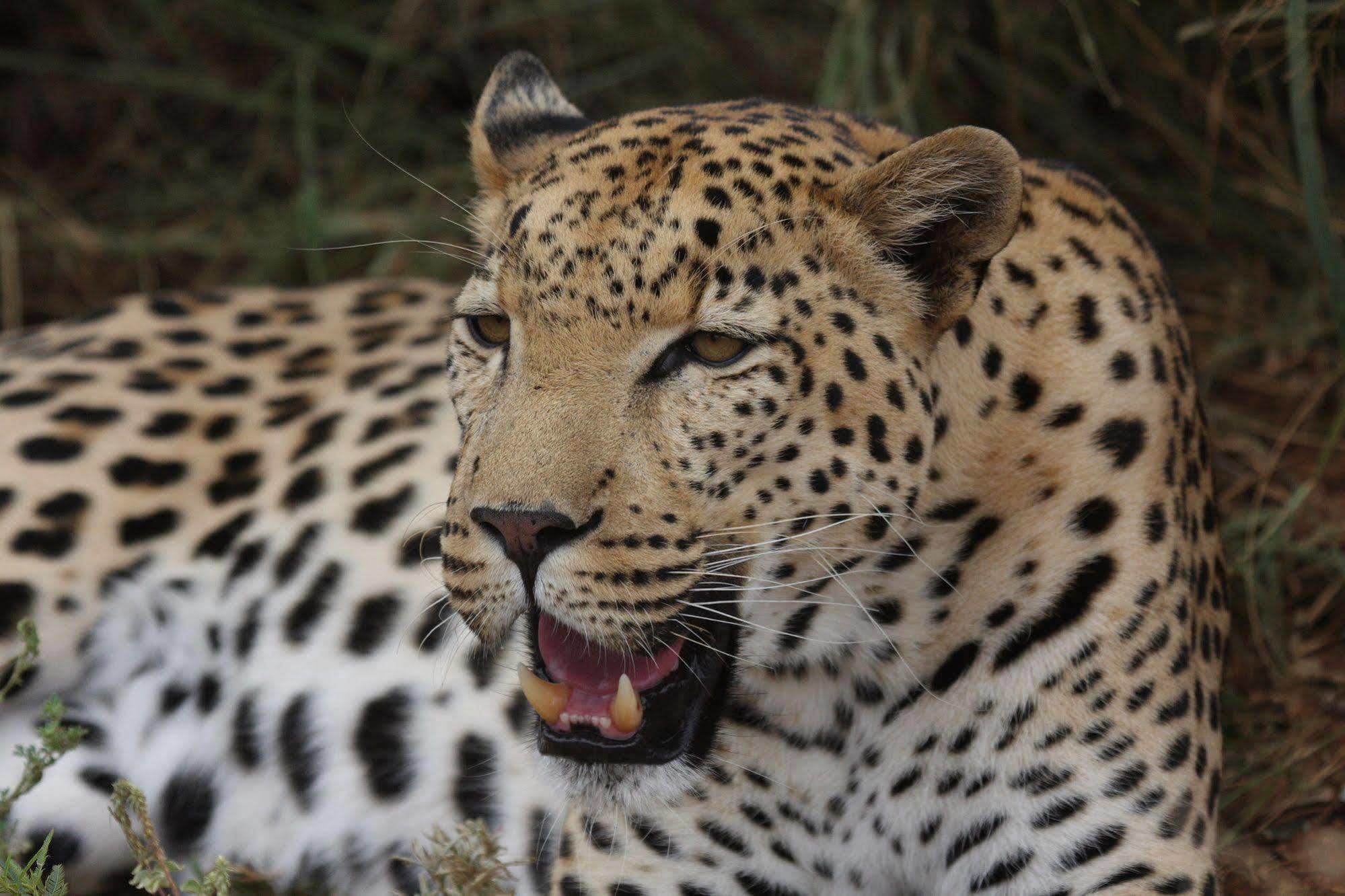 Tshukudu Game Lodge - Hoedspruit Esterno foto