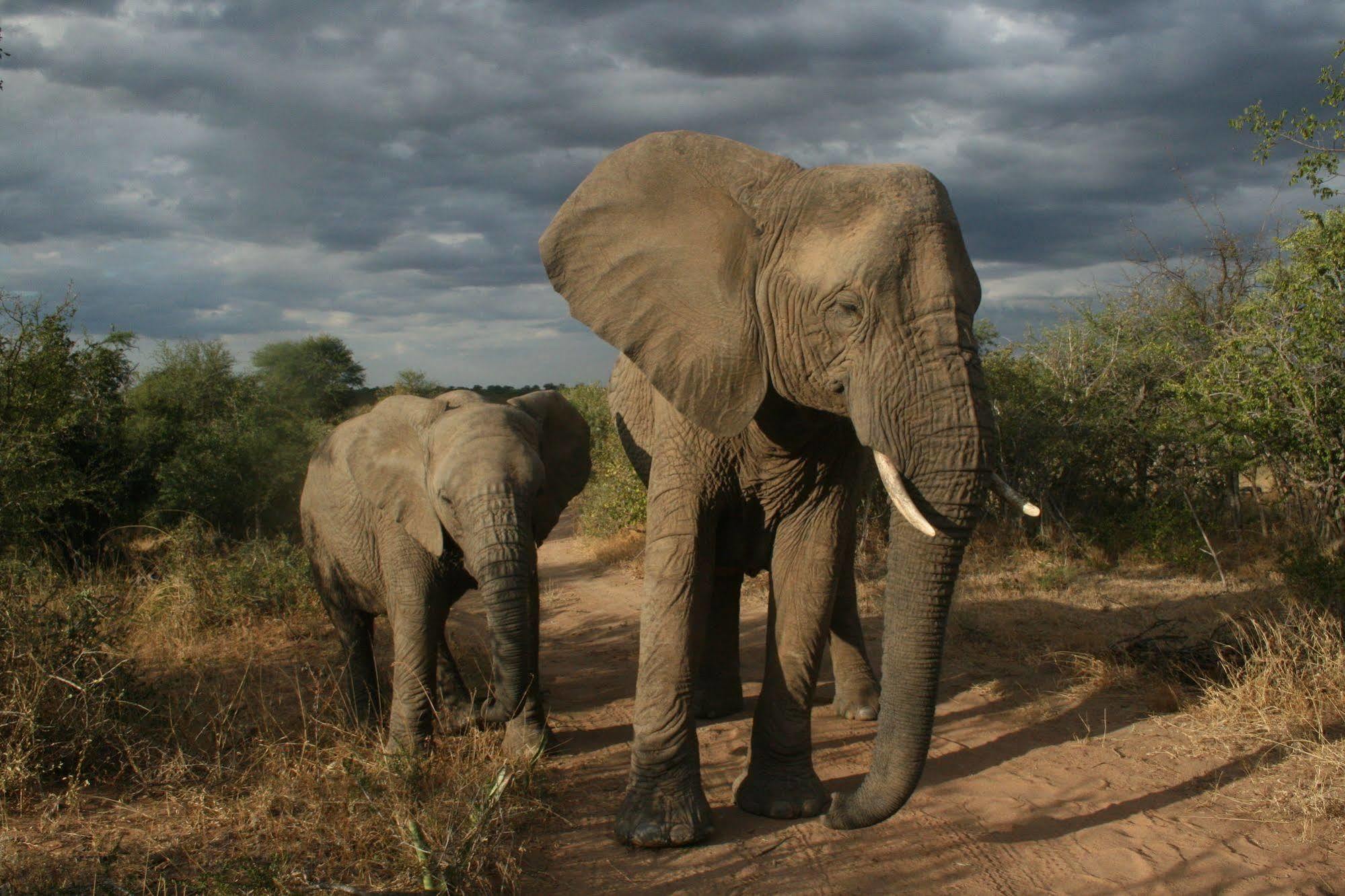 Tshukudu Game Lodge - Hoedspruit Esterno foto