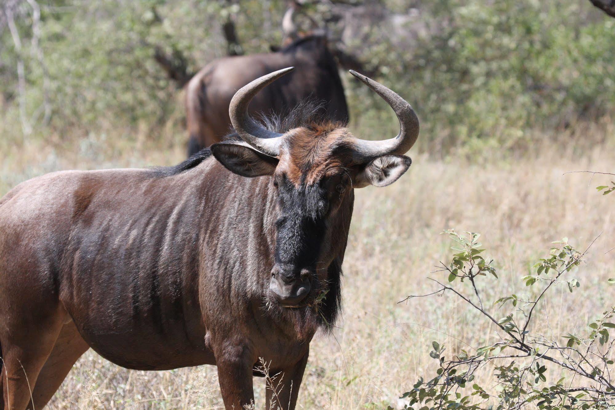 Tshukudu Game Lodge - Hoedspruit Esterno foto