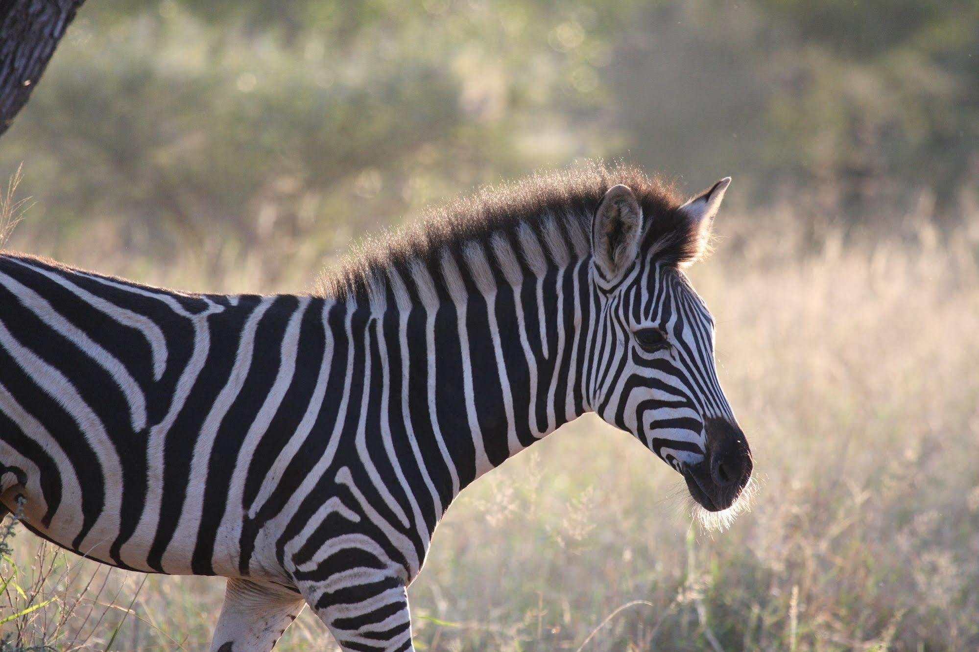 Tshukudu Game Lodge - Hoedspruit Esterno foto