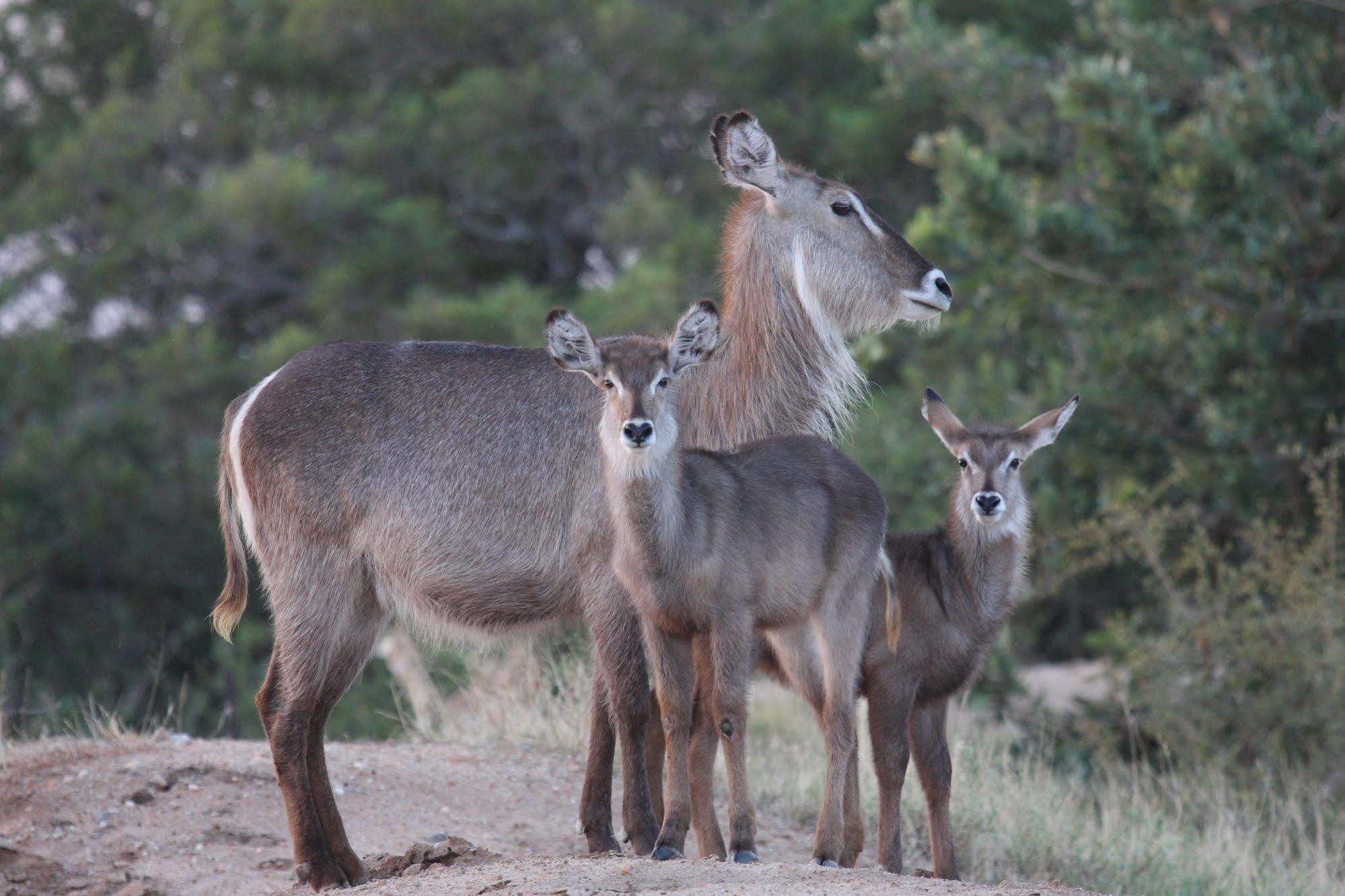 Tshukudu Game Lodge - Hoedspruit Esterno foto