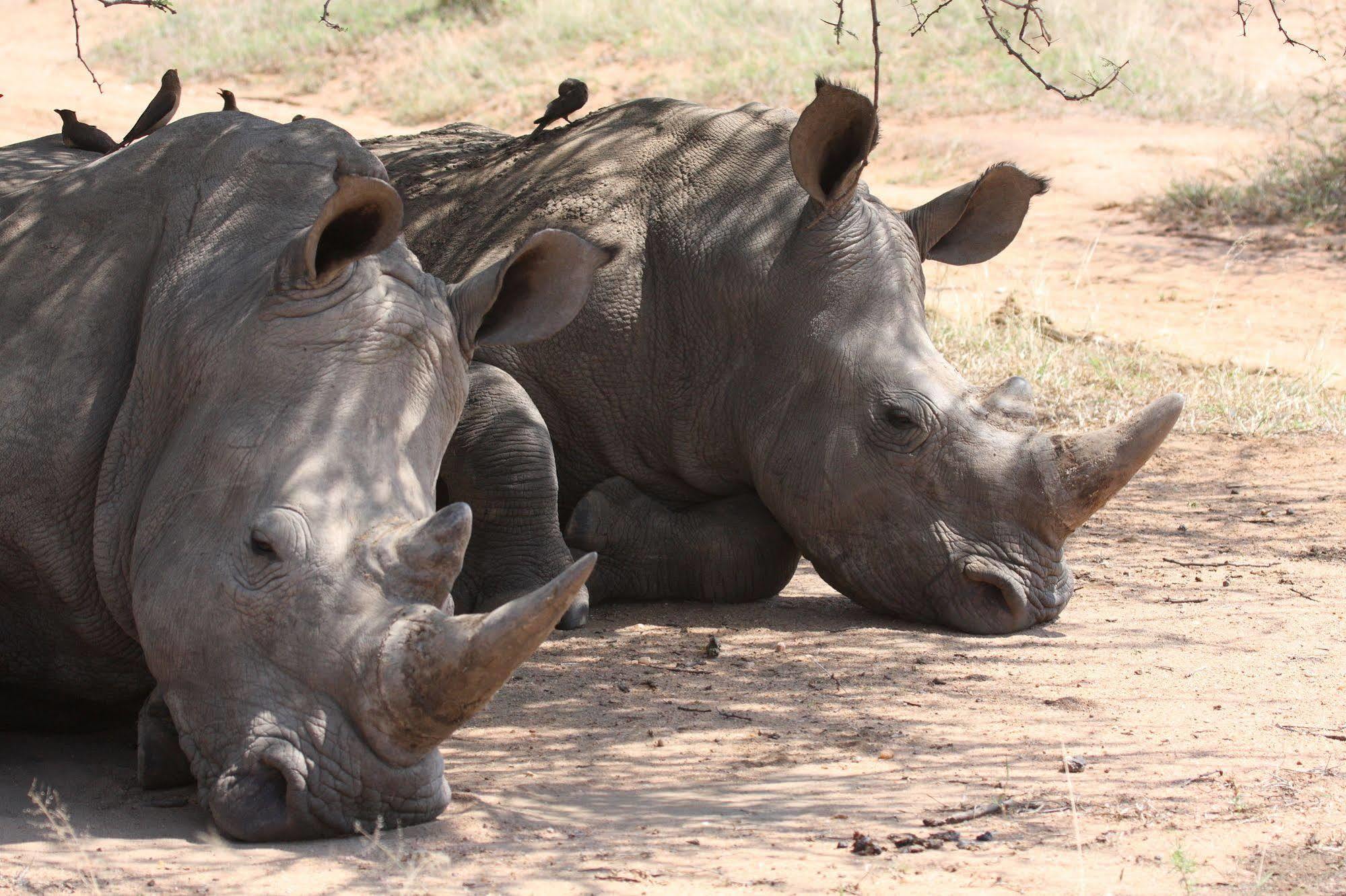 Tshukudu Game Lodge - Hoedspruit Esterno foto
